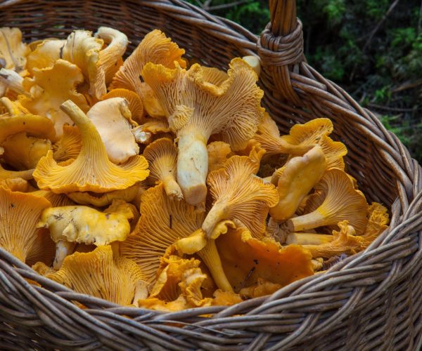 Girolles fraîches cueillies dans un panier en osier, prêtes à être cuisinées au restaurant La Table de Trois à Bordeaux